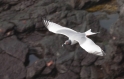 044 Swallow tailed gull 02